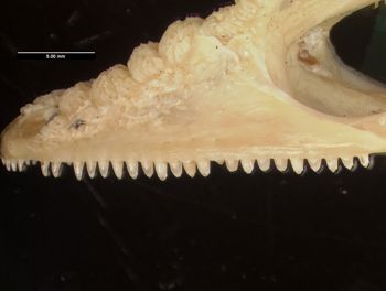 Media type: image;   Herpetology R-55633